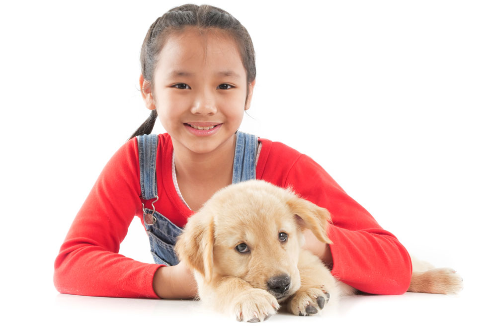 where to adopt a baby labrador retriever